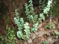 vittello-Origanum vulgare 20100924 007